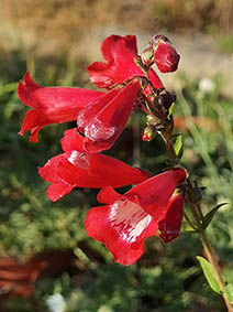 Penstemon sp